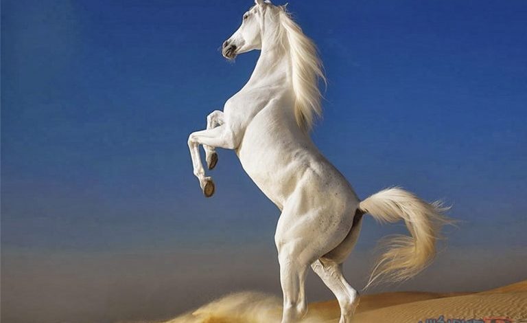 حصان 2019 أنواع الحصان ومعلومات كاملة صور ميكس 18