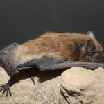 خفاش تعرف على حياة الخفاش وأنوعها صور ميكس 30