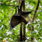 خفاش تعرف على حياة الخفاش وأنوعها صور ميكس 43